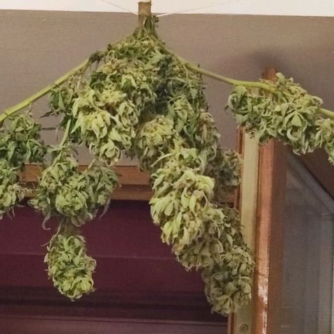 Mimosa orange punch Auto growlog photo: J+6 séchage