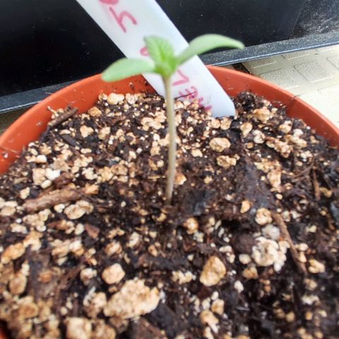 Tropimango growlog timeline photo