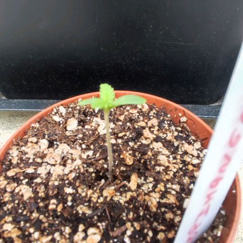 Hella Jelly growlog timeline photo