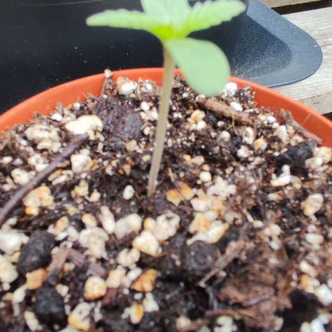 Tropimango growlog timeline photo