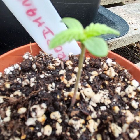 Hella Jelly growlog timeline photo