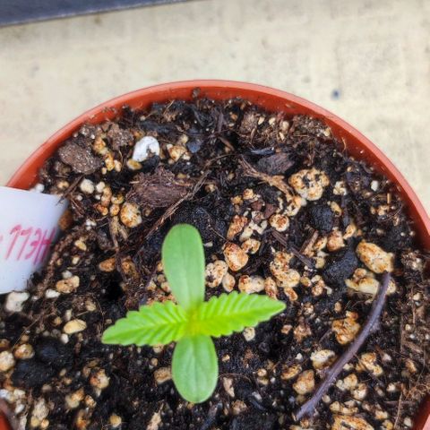 Tropimango growlog timeline photo