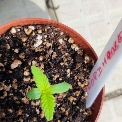 Hella Jelly growlog timeline photo