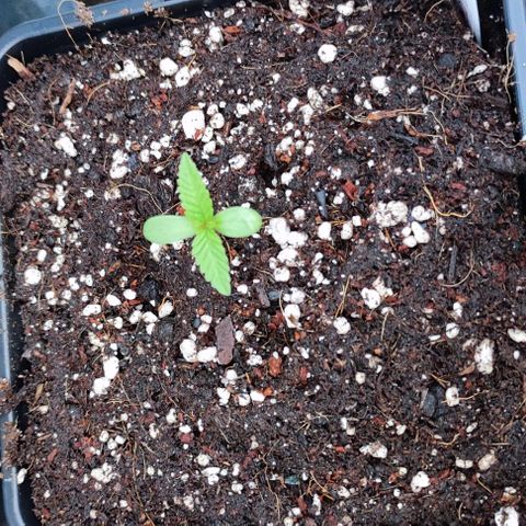 Tropimango growlog timeline photo