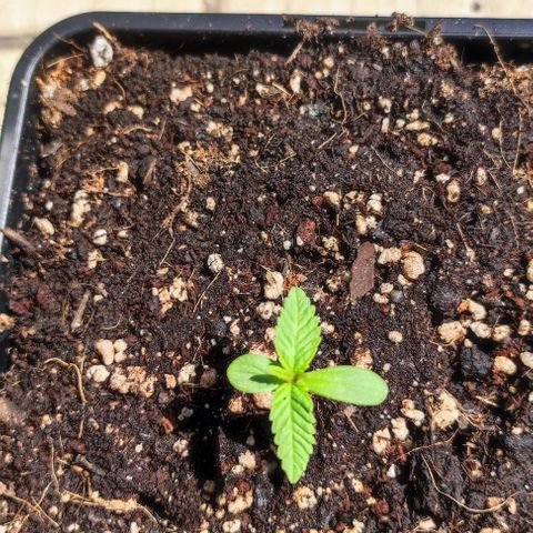 Tropimango growlog timeline photo