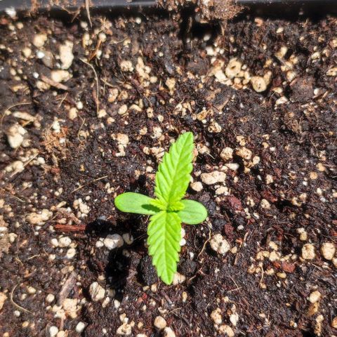 Hella Jelly growlog timeline photo