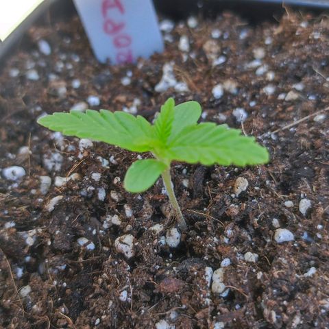 Hella Jelly growlog timeline photo