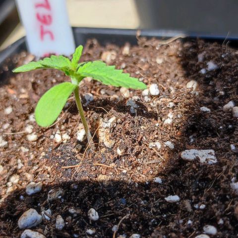 Tropimango growlog timeline photo