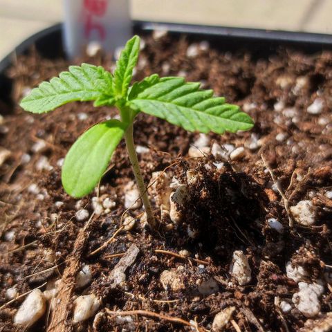 Tropimango growlog timeline photo