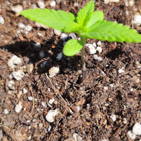 Hella Jelly growlog timeline photo