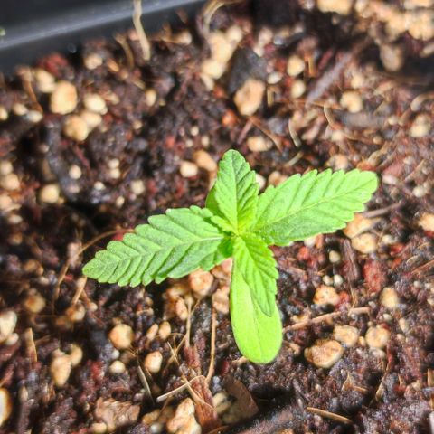 Tropimango growlog timeline photo