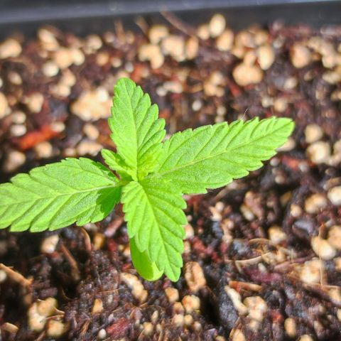 Hella Jelly growlog timeline photo