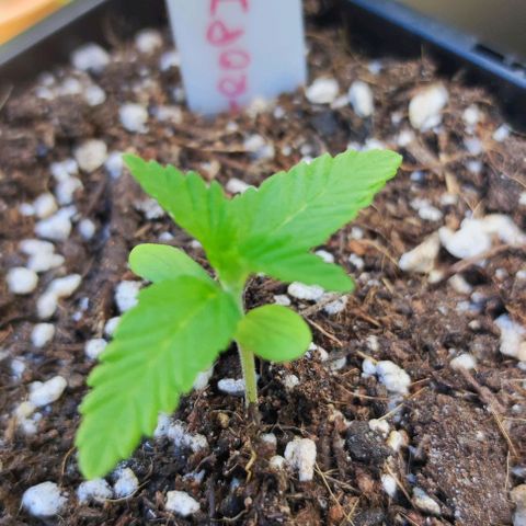 Hella Jelly growlog timeline photo