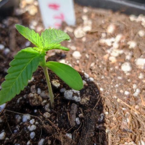 Tropimango growlog timeline photo