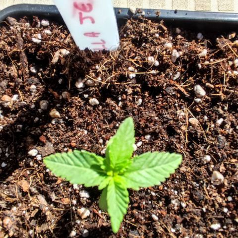 Tropimango growlog timeline photo