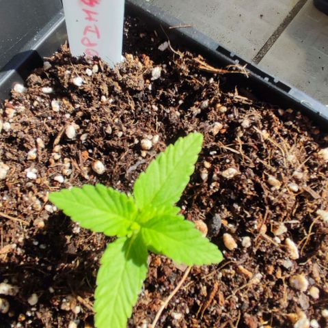 Hella Jelly growlog timeline photo