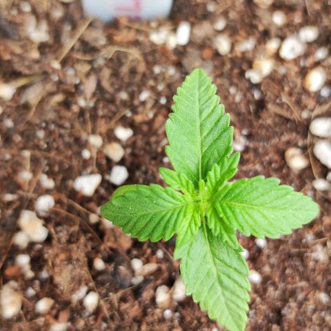 Tropimango growlog timeline photo