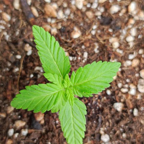 Hella Jelly growlog timeline photo