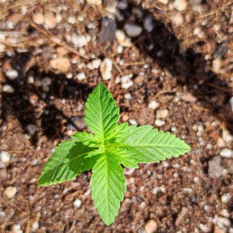 Tropimango growlog timeline photo