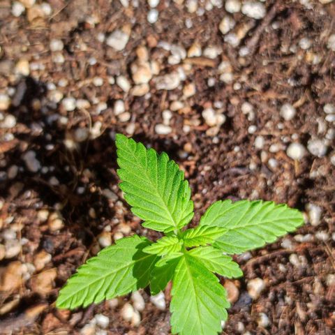 Hella Jelly growlog timeline photo