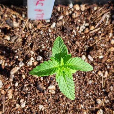 Tropimango growlog timeline photo