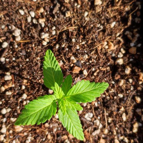 Hella Jelly growlog timeline photo