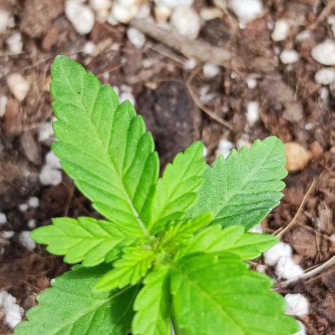 Tropimango growlog timeline photo