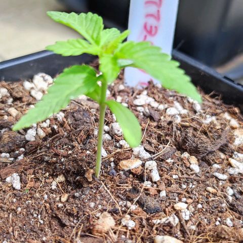 Tropimango growlog timeline photo