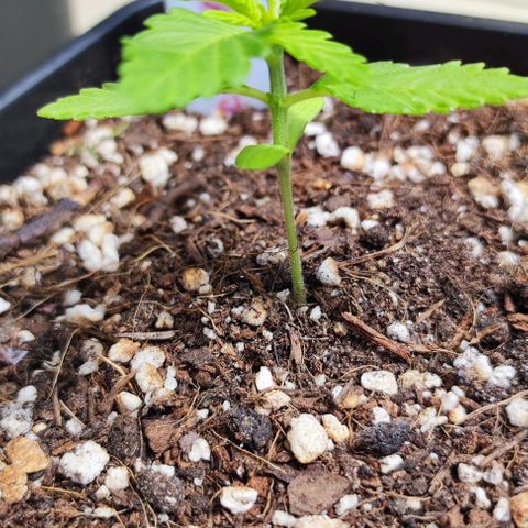 Hella Jelly growlog timeline photo