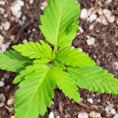 Hella Jelly growlog timeline photo