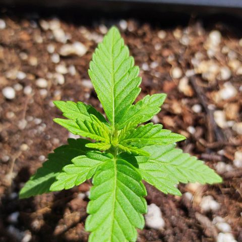 Tropimango growlog timeline photo