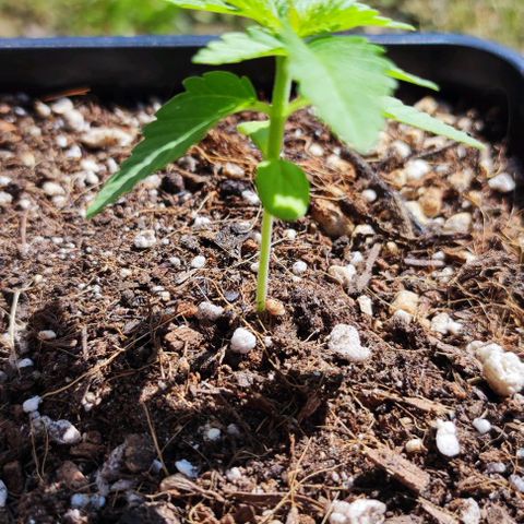Tropimango growlog timeline photo