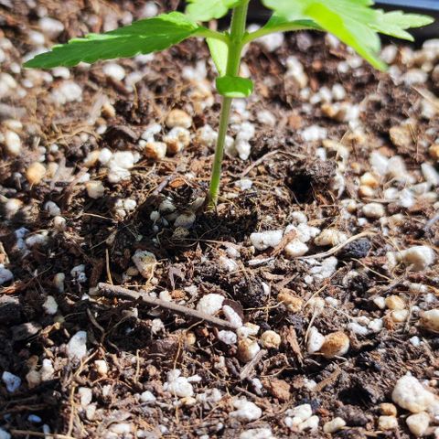 Hella Jelly growlog timeline photo
