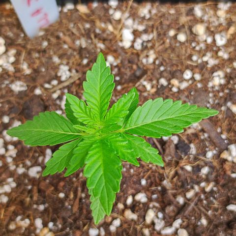 Tropimango growlog timeline photo