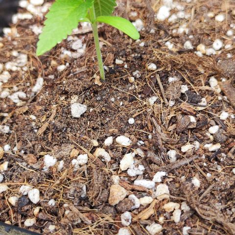 Tropimango growlog timeline photo