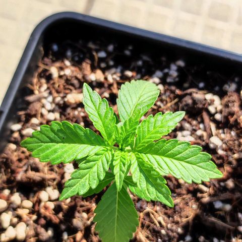 Tropimango growlog timeline photo