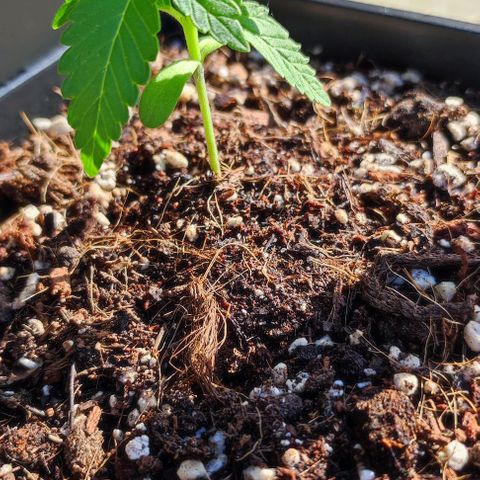 Tropimango growlog timeline photo