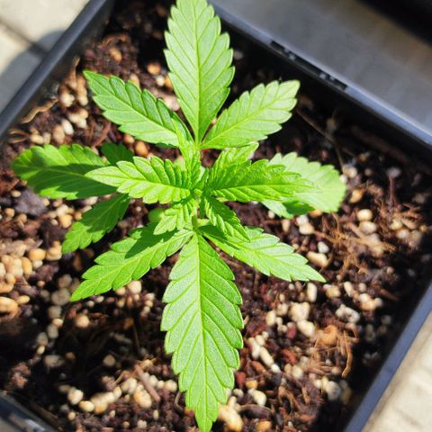 Hella Jelly growlog timeline photo