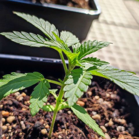 Hella Jelly growlog timeline photo