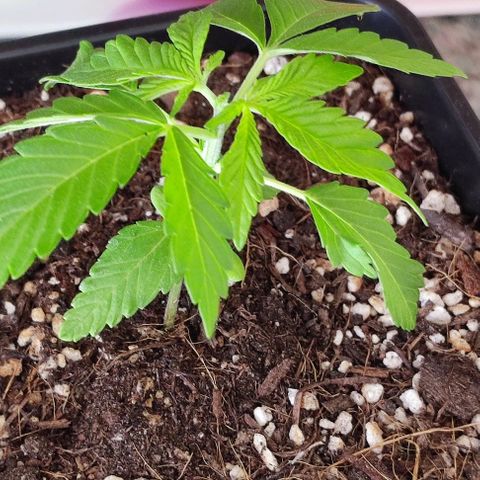 Hella Jelly growlog timeline photo