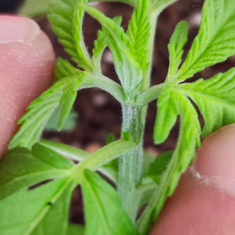 Hella Jelly growlog timeline photo