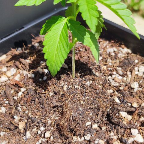 Tropimango growlog timeline photo
