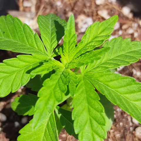 Tropimango growlog timeline photo