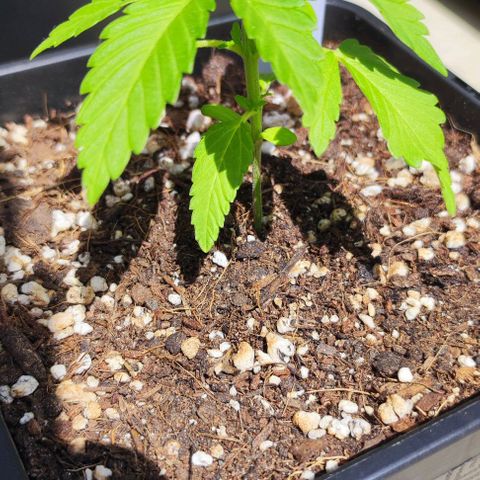 Hella Jelly growlog timeline photo