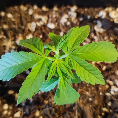Tropimango growlog timeline photo