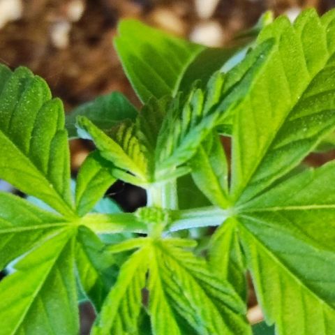 Tropimango growlog timeline photo