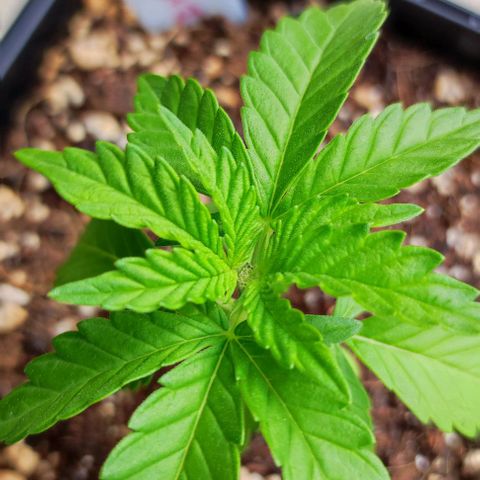 Tropimango growlog timeline photo