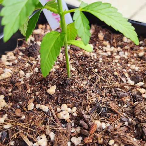 Tropimango growlog timeline photo