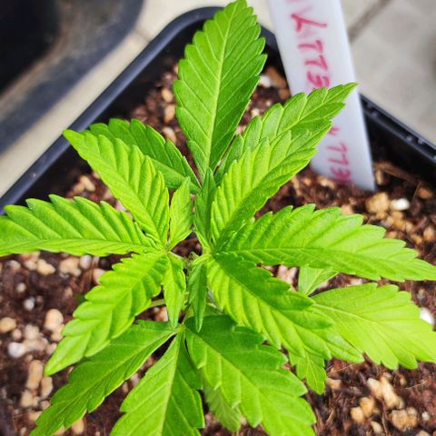Hella Jelly growlog timeline photo