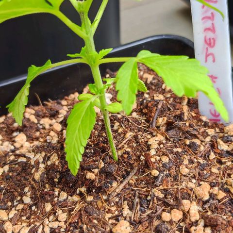 Hella Jelly growlog timeline photo